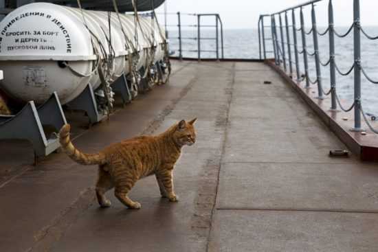 Кошки на корабле