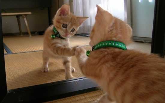 Кошка смотрит в зеркало