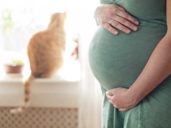 Беременные и кошки