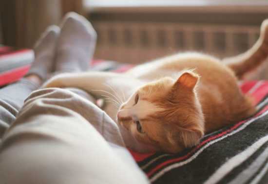 Кошка спит в ногах у человека