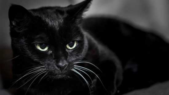 Домашний черный кот