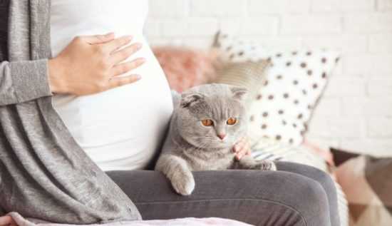 Беременные и кошки
