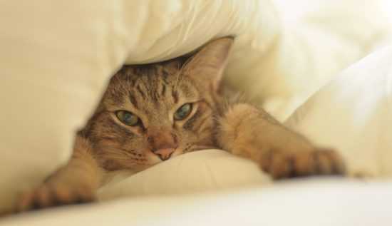 Кошка в кровати